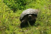 Galapagos Tortoise on Santa Cruz Island - click to enlarge